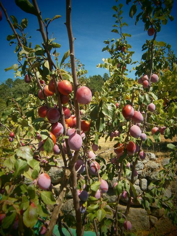 Quinta Do Tempo Turismo Rural Monchique Eksteriør billede